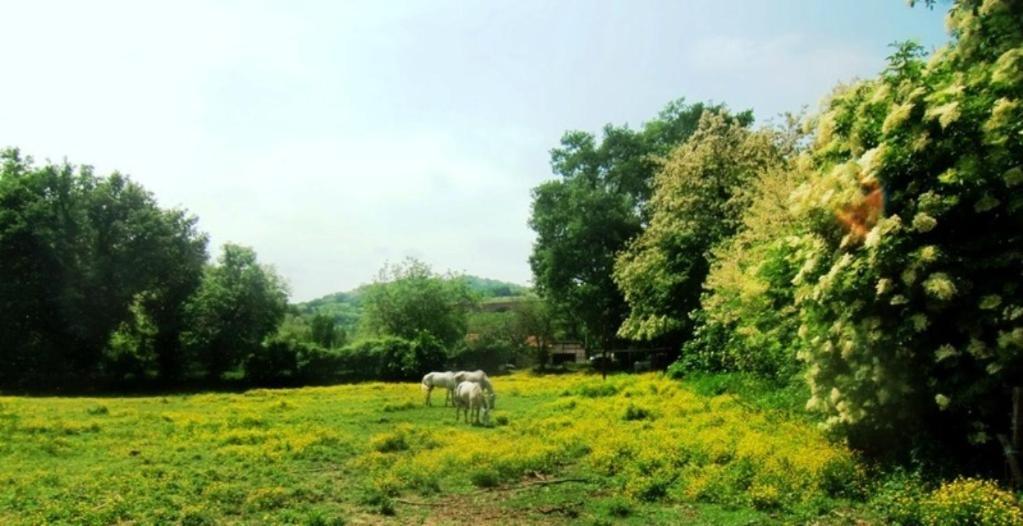 Ca' Perucci Pension Urbino Buitenkant foto